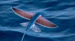 Co może latać ryb?